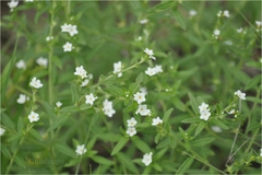 Heliotropium strigosum